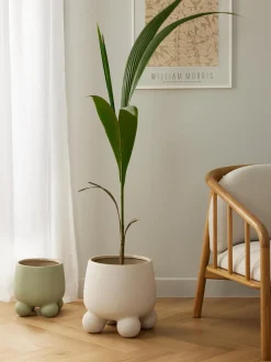 Portavaso Olea
