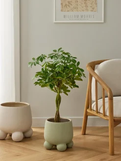 Portavaso Olea